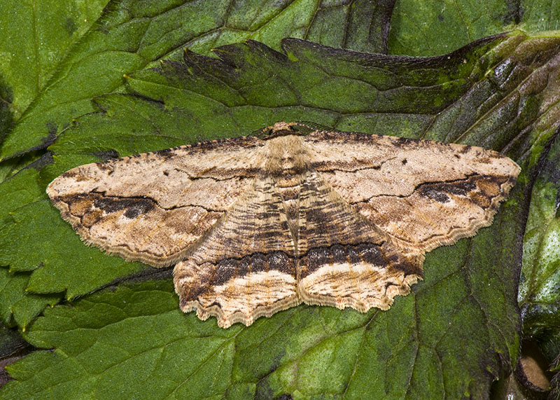 Geometridae - Menophra abruptaria